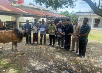 PT PGE Salurkan 38 Sapi Kurban Untuk Masyarakat Aceh Utara, Wujud Kepedulian Di Hari Raya Idul Adha