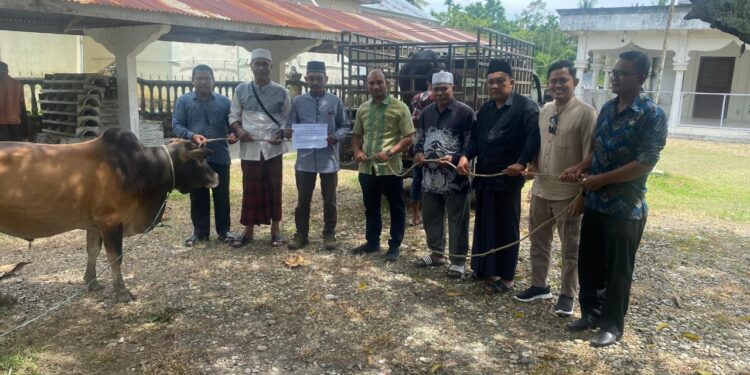 PT PGE Salurkan 38 Sapi Kurban Untuk Masyarakat Aceh Utara, Wujud Kepedulian Di Hari Raya Idul Adha