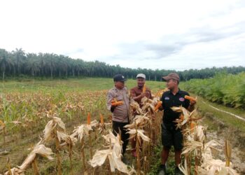 Ketahanan Pangan, Polisi Bunut Hadiri Panen Jagung Pipil di Perusahaan