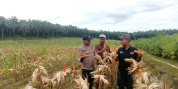 Ketahanan Pangan, Polisi Bunut Hadiri Panen Jagung Pipil di Perusahaan