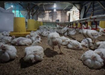 Camat Longkib Tunjukkan Jalan Dari Budidaya Ayam Ke Ekonomi Mandiri Desa