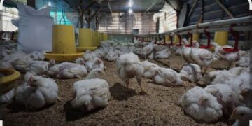Camat Longkib Tunjukkan Jalan Dari Budidaya Ayam Ke Ekonomi Mandiri Desa