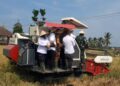 Galakkan Swasembada Pangan Di Banyuasin, Wabup Netta Panen Raya Padi Di Upang Jaya