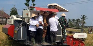 Galakkan Swasembada Pangan Di Banyuasin, Wabup Netta Panen Raya Padi Di Upang Jaya