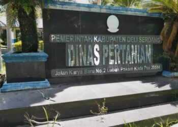Plt Kabid Sarana Dan Prasarana Diduga Sabotase Ketahanan Pangan Nasional Di Batang Kuis