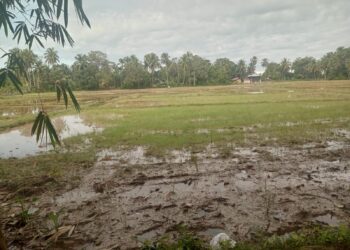 Warga Gampong Ladang Mulai Tanam Padi Serentak Di Persawahan Blang seumasang 
