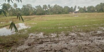 Warga Gampong Ladang Mulai Tanam Padi Serentak Di Persawahan Blang seumasang 