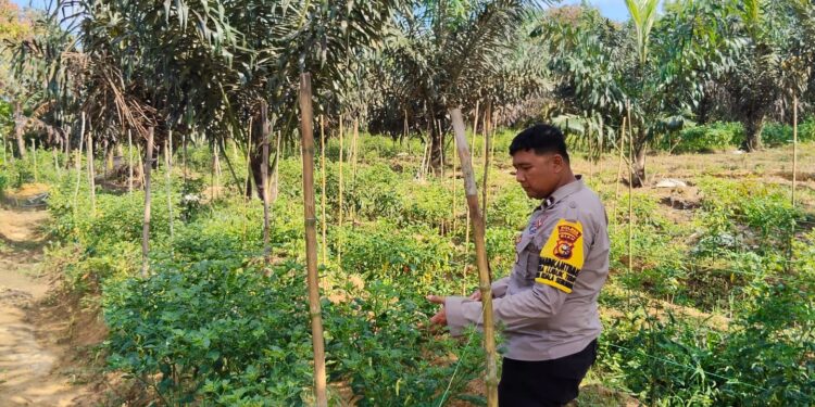 Bhabinkamtibmas Sambangi Kebun Cabe Putih di Pelalawan, Dukung Program Asta Cita Presiden