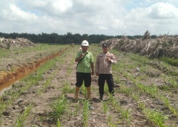 Personil Polsek Pulau Rimau Cek Penanaman Jagung Di Lahan PT CVA