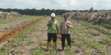 Personil Polsek Pulau Rimau Cek Penanaman Jagung Di Lahan PT CVA