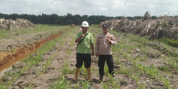 Personil Polsek Pulau Rimau Cek Penanaman Jagung Di Lahan PT CVA