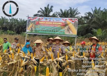 Polsek Langgam Hadiri Panen Jagung di Lahan Ketahanan Pangan PT PSJ