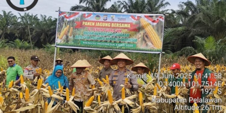 Polsek Langgam Hadiri Panen Jagung di Lahan Ketahanan Pangan PT PSJ