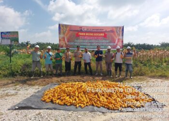 Panen 5 Ton Jagung di Lahan PT. Agrita Sari Prima, Polsek Langgam Turut Hadir
