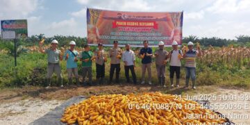 Panen 5 Ton Jagung di Lahan PT. Agrita Sari Prima, Polsek Langgam Turut Hadir