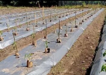 Warga Singkil Sulap Lahan Kosong Jadi Sumber Cuan