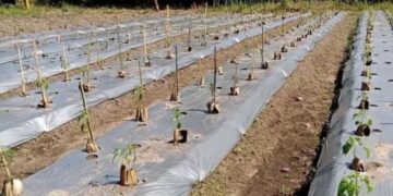 Warga Singkil Sulap Lahan Kosong Jadi Sumber Cuan