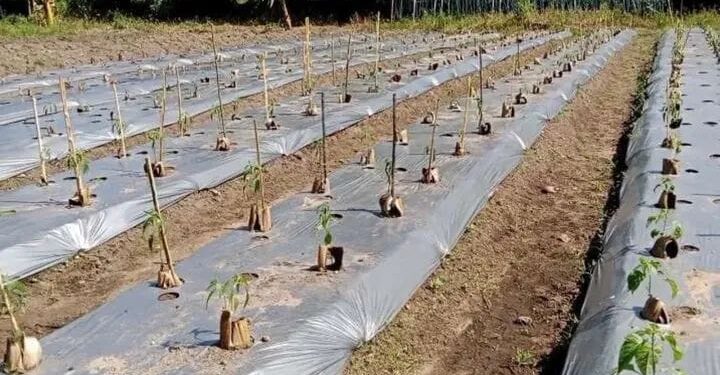 Warga Singkil Sulap Lahan Kosong Jadi Sumber Cuan
