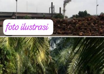 Pemerintah Kota Subulussalam Akan Tindak Terhadap Perusahaan Tidak Patuhi Aturan