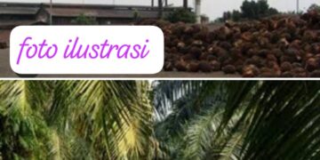 Pemerintah Kota Subulussalam Akan Tindak Terhadap Perusahaan Tidak Patuhi Aturan