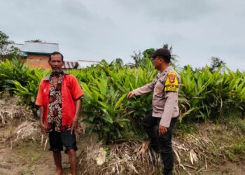Bhabinkamtibmas Aiptu Yudhi S, Dampingi Petani Rawat Tanaman Laos