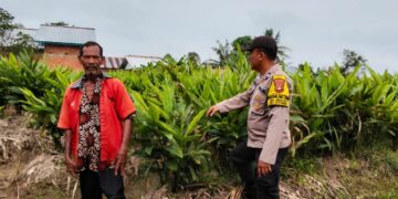 Bhabinkamtibmas Aiptu Yudhi S, Dampingi Petani Rawat Tanaman Laos