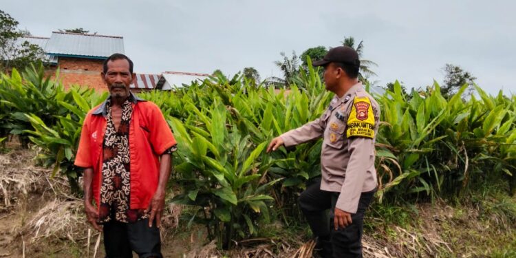 Bhabinkamtibmas Aiptu Yudhi S, Dampingi Petani Rawat Tanaman Laos