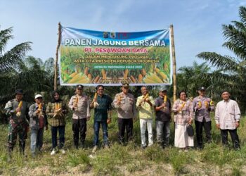 Panen Jagung di Lahan PT. Pesawoan Raya, Sinergi Polri dan Petani Dorong Ketahanan Pangan