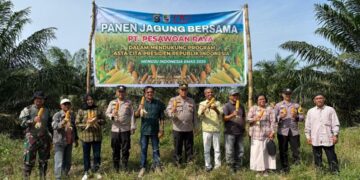 Panen Jagung di Lahan PT. Pesawoan Raya, Sinergi Polri dan Petani Dorong Ketahanan Pangan
