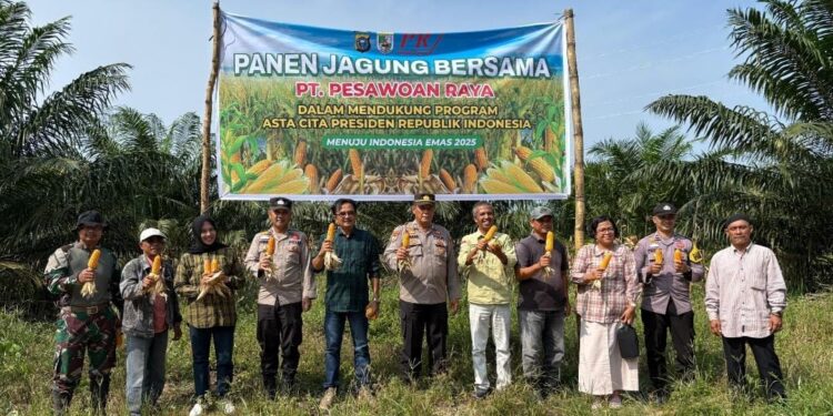 Panen Jagung di Lahan PT. Pesawoan Raya, Sinergi Polri dan Petani Dorong Ketahanan Pangan