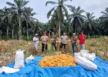 Panen Jagung Ketahanan Pangan, Polsek Bunut Dukung Swasembada di Bandar Petalangan