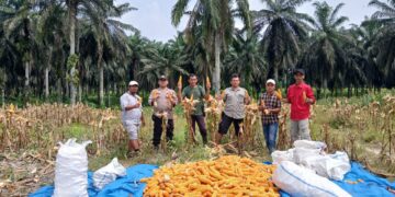 Panen Jagung Ketahanan Pangan, Polsek Bunut Dukung Swasembada di Bandar Petalangan