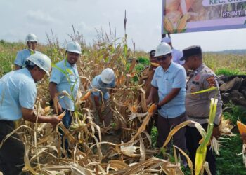 PT Indosawit Panen Jagung di Ukui, Dorong Ketahanan Pangan Nasional