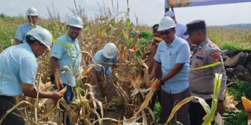 PT Indosawit Panen Jagung di Ukui, Dorong Ketahanan Pangan Nasional