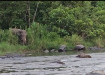 Puluhan Gajah Sumatera Melintas di Pemukiman Warga Di Pameu, BKSDA Dinilai Lamban