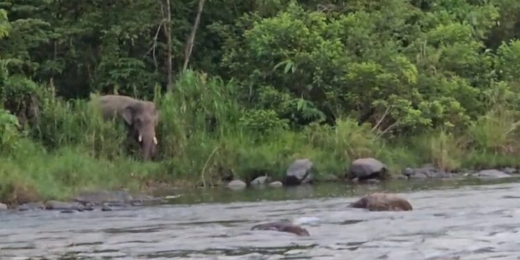 Puluhan Gajah Sumatera Melintas di Pemukiman Warga Di Pameu, BKSDA Dinilai Lamban