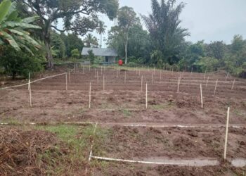 KWT Gampong Ladang Menanti Tanami Bawang Merah Ke 4 kali