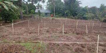 KWT Gampong Ladang Menanti Tanami Bawang Merah Ke 4 kali