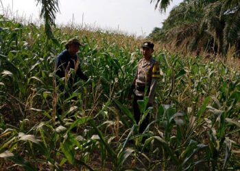 Dukung Ketahanan Pangan, Brigadir Hartadi Ade K Cek Perawatan Tanaman Jagung