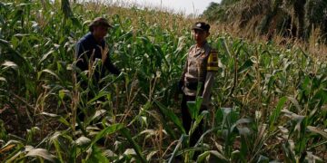 Dukung Ketahanan Pangan, Brigadir Hartadi Ade K Cek Perawatan Tanaman Jagung