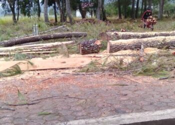 Penebangan Kayu Pinus Ilegal Di Sekolah Dasar Pegasing, Diduga Tidak Memiliki Izin