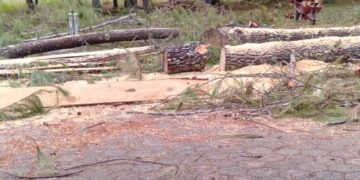 Penebangan Kayu Pinus Ilegal Di Sekolah Dasar Pegasing, Diduga Tidak Memiliki Izin