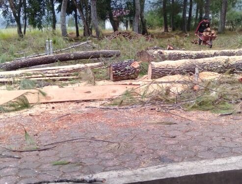 Penebangan Kayu Pinus Ilegal Di Sekolah Dasar Pegasing, Diduga Tidak Memiliki Izin