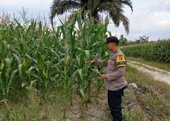 Polsek Pangkalan Kerinci Pantau Perkembangan Tanaman Jagung