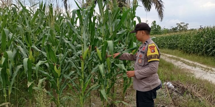 Polsek Pangkalan Kerinci Pantau Perkembangan Tanaman Jagung
