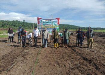 Penanaman Jagung Serentak Digelar di Lahan PT Surya Bratasena Plantation, Dukung Swasembada Pangan 2025