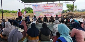 Penanaman Padi Serentak di Desa Tanjung Kuyo Jadi Langkah Strategis Perkuat Ketahanan Pangan Pelalawan