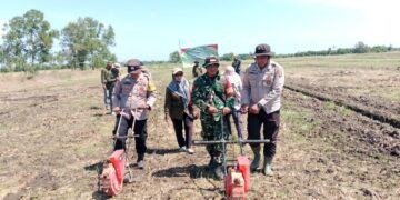 Wakili Kapolsek Makarti Jaya, Kasubsektor Air Salek Turun Langsung Penanaman Jagung Kuartal III
