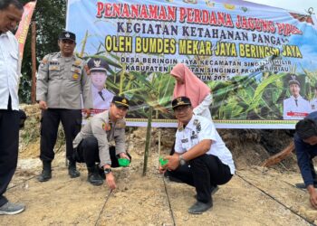 Polres Kuansing Kawal Penanaman Jagung Serentak di Tiga Kecamatan Dukung Swasembada Pangan Nasional 2025