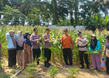 Panen Jagung di Pangkalan Lesung, Polsek dan Warga Dukung Program Ketahanan Pangan Nasional